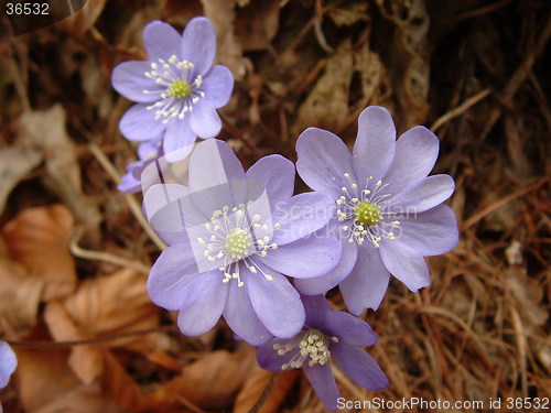 Image of flowers