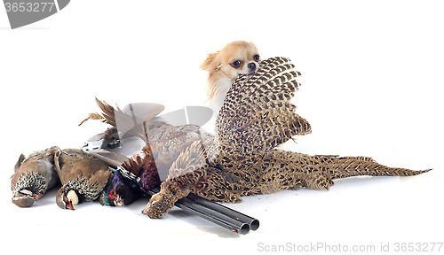 Image of hunting dog