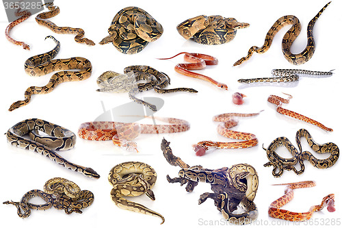 Image of group of snakes