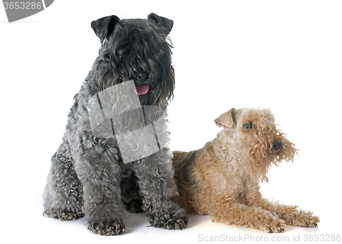 Image of kerry blue  and lakeland terrier