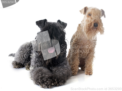 Image of kerry blue  and lakeland terrier