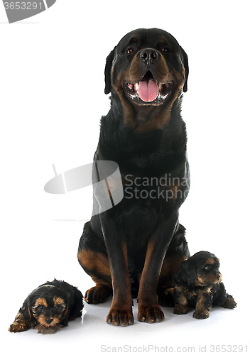 Image of rottweiler and puppies