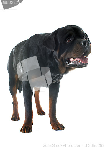 Image of rottweiler