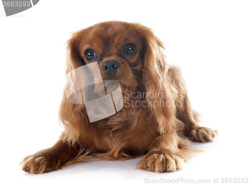 Image of cavalier king charles