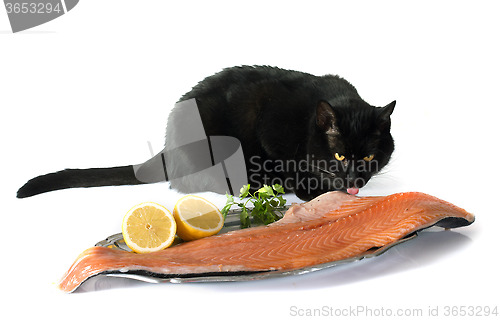 Image of cat and salmon