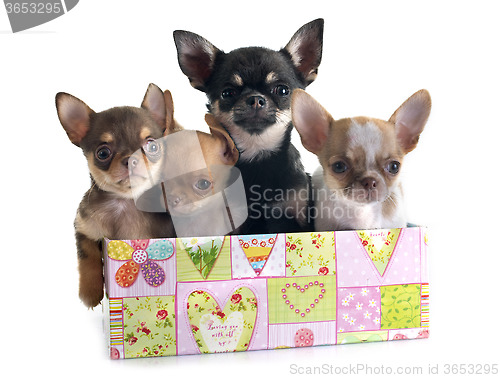 Image of puppies chihuahua