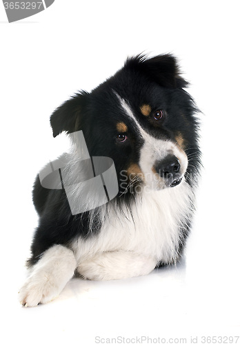 Image of australian shepherd