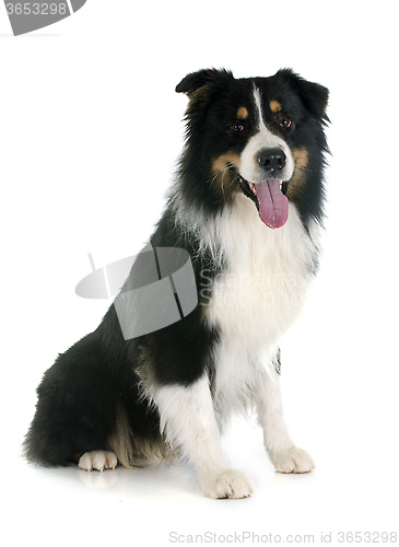 Image of australian shepherd