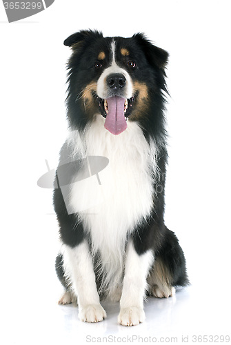 Image of australian shepherd