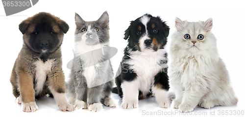 Image of puppies and kitten