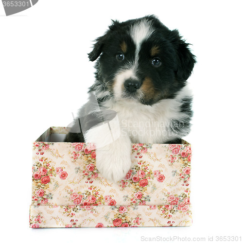 Image of puppy australian shepherd