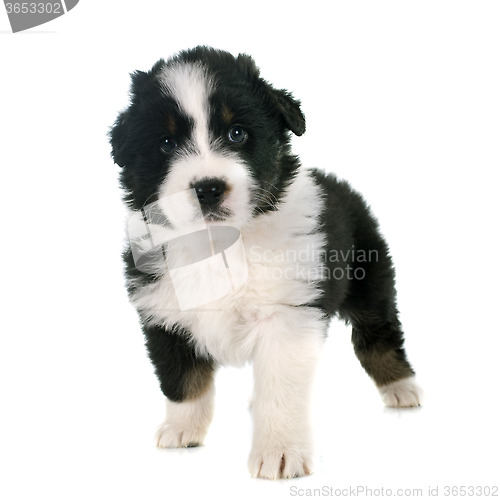 Image of puppy australian shepherd