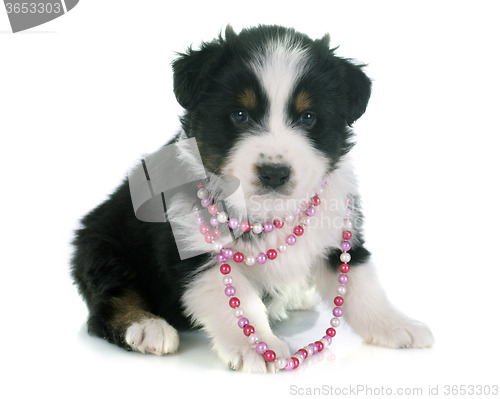 Image of puppy australian shepherd