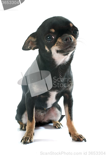 Image of chihuahua