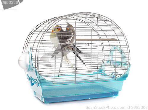 Image of Cockatiel in cage