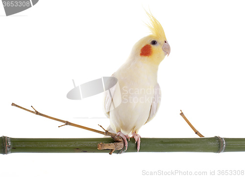 Image of Cockatiel