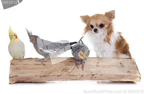 Image of Cockatiel and chihuahua