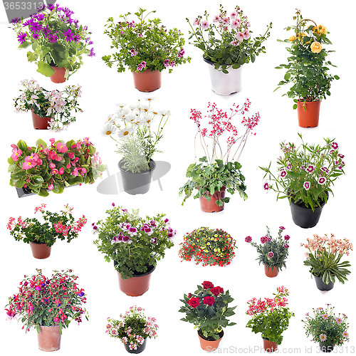 Image of group of flower plants