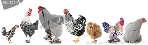 Image of group of  chicken