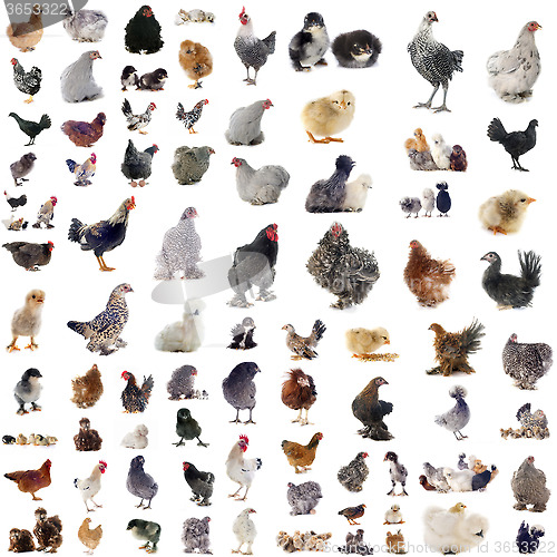 Image of group of chickens