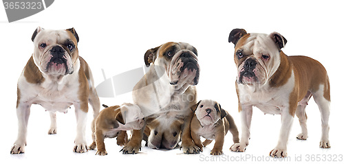 Image of family english bulldog