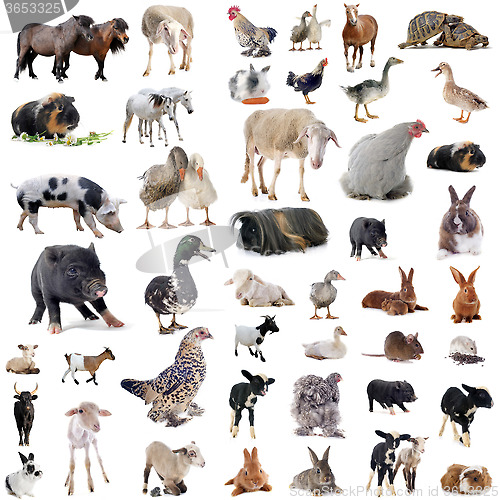 Image of farm animals