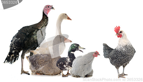 Image of group of poultry