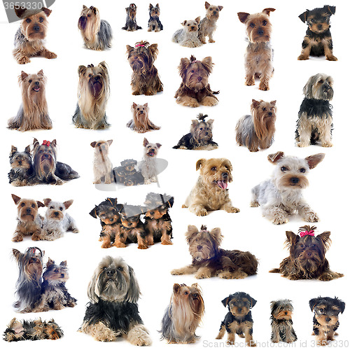 Image of group of yorkshire terrier