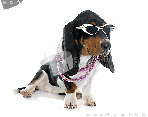 Image of young Basset Hound