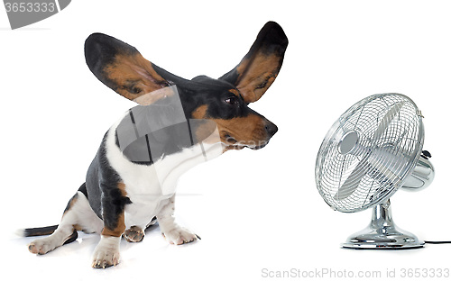 Image of young Basset Hound and ventilator