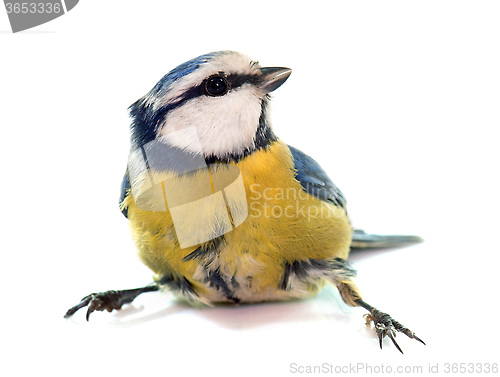 Image of Eurasian blue tit