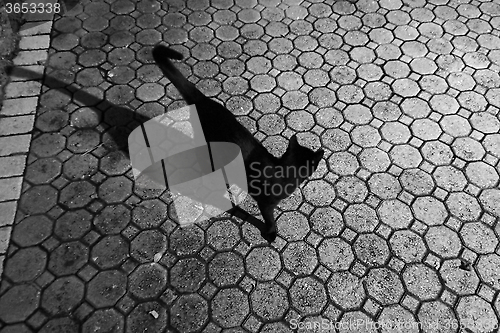 Image of black cat outside with night shadow