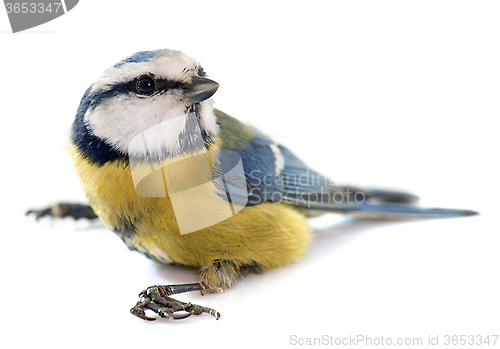 Image of Eurasian blue tit