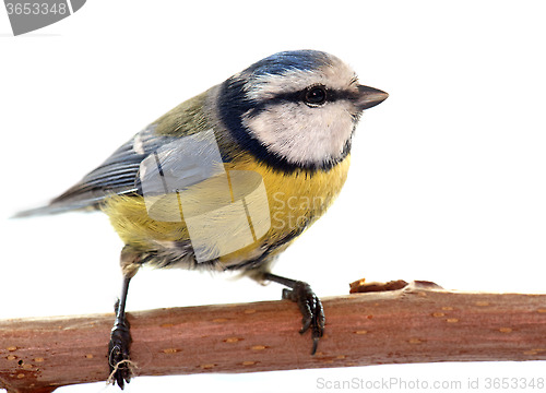 Image of Eurasian blue tit