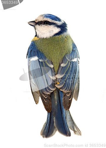 Image of Eurasian blue tit