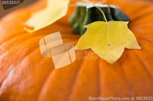 Image of close up of pumpkin and autumn leaves