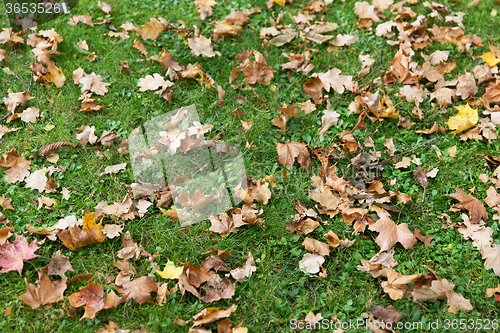 Image of close up of fallen maple leaves on grass