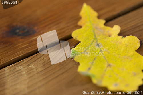 Image of close up of yellow oak tree autumn leaf on wood