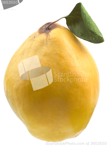 Image of Quince Cutout