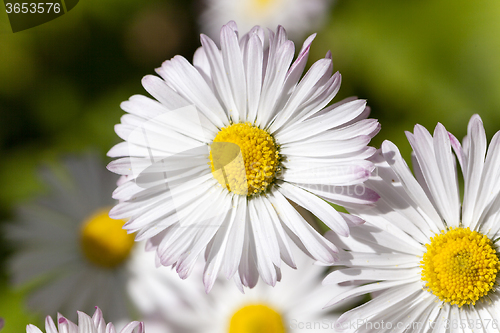 Image of white flowers   close-up  