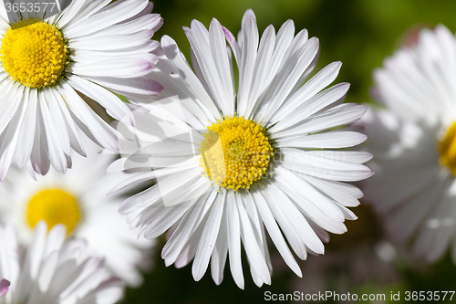 Image of white flowers   close-up  