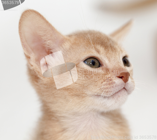 Image of Abyssinian kitten . color fawn