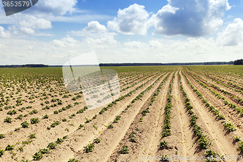 Image of potato field . furrow