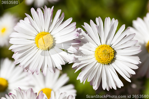 Image of white flowers   close-up  