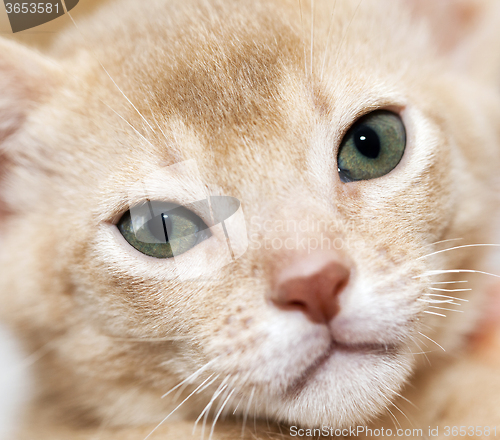 Image of Abyssinian kitten . color fawn