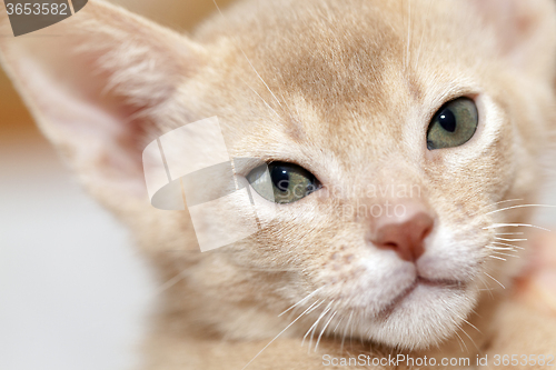 Image of Abyssinian kitten . color fawn