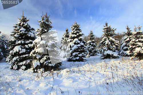 Image of Spruce winter -. fir tree 