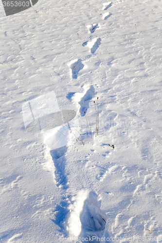 Image of snow covered field 