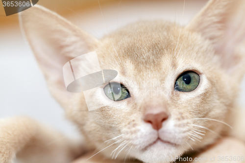 Image of Abyssinian kitten . color fawn