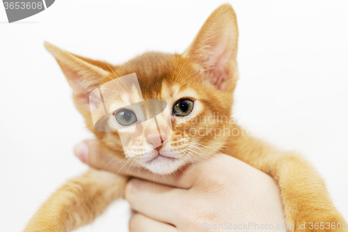 Image of Abyssinian kitten . close-up  